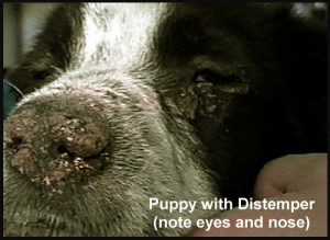 distemper