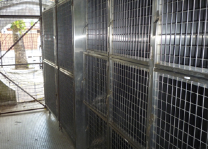 cattery1
