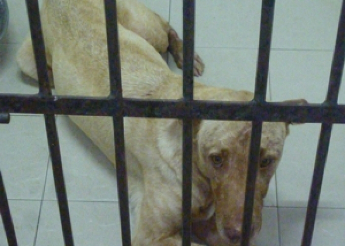 dog